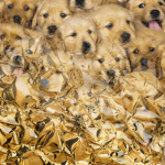 Profile picture of GoldYella